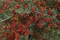 /album/resim-galerisi/wild-goji-jpg/